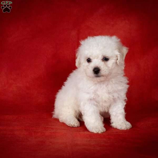 Jennifer, Bichon Frise Puppy